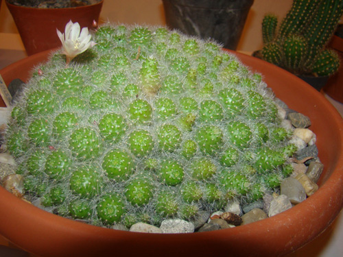Foto Expozitie cactusi (c) eMaramures.ro